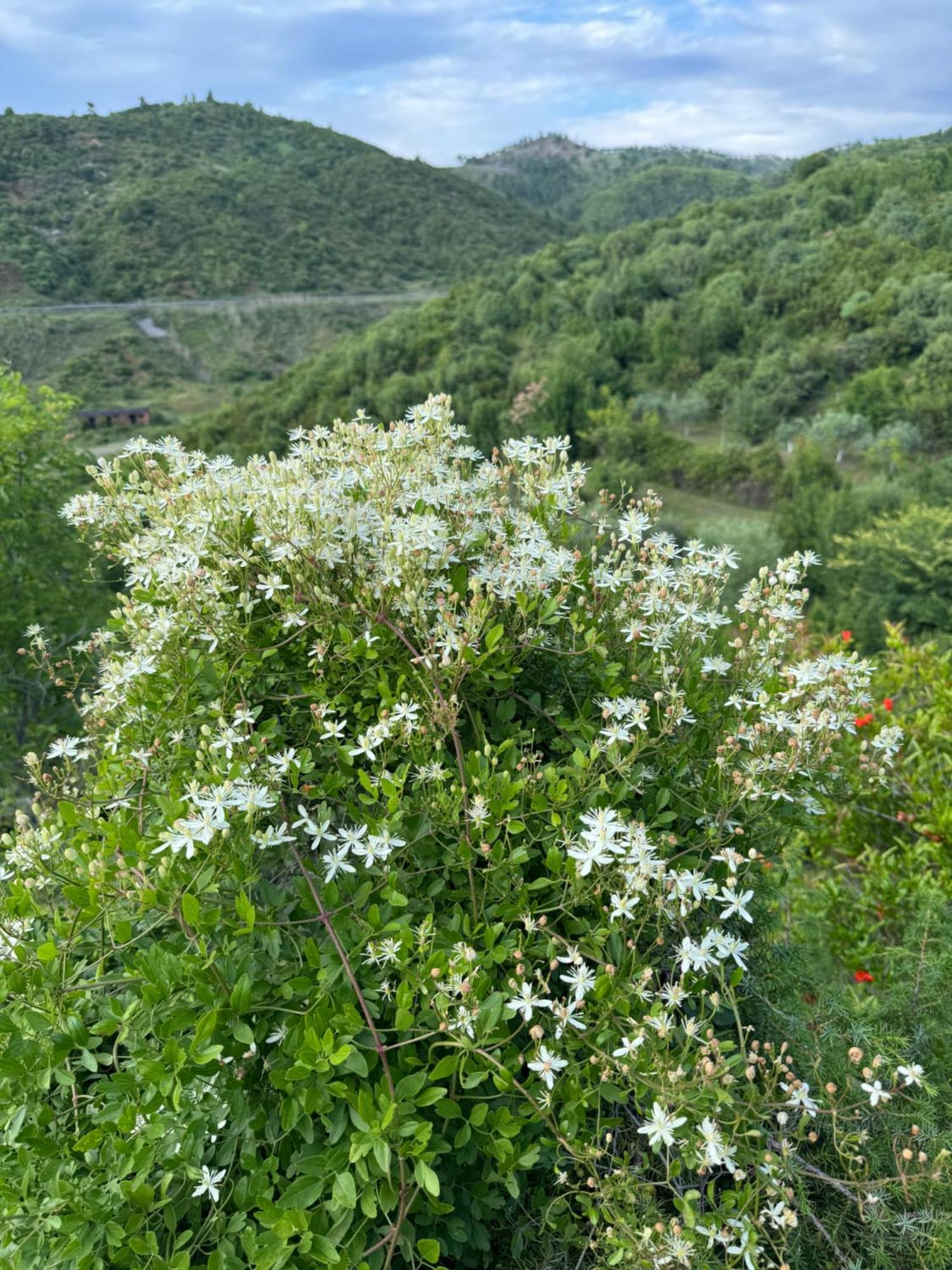 Qyteza Guest House & Camping Шкодер Экстерьер фото